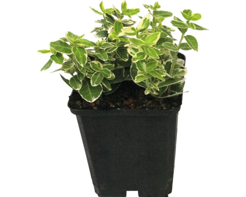 Arbore de cărămizi în ghiveci