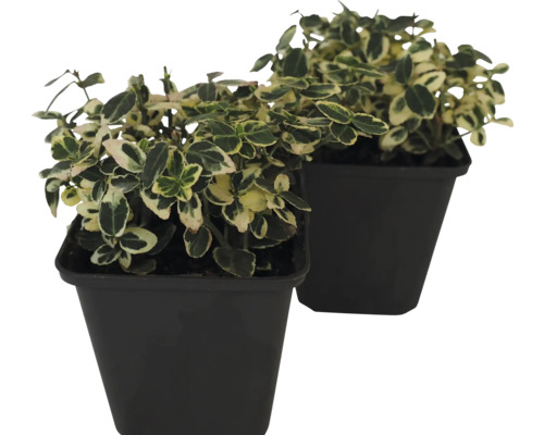 Doi arbuști de fus în ghiveci