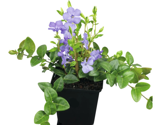 Vincă cu flori violete într-un ghiveci