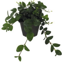 Plantă cățărătoare în ghiveci