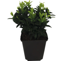 Buxus în ghiveci