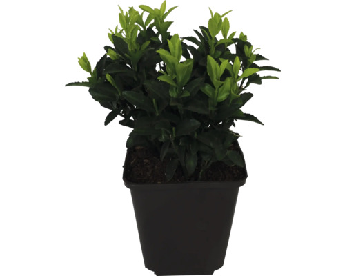 Buxus în ghiveci