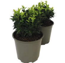Două plante de gard viu veșnic verzi în ghiveci.