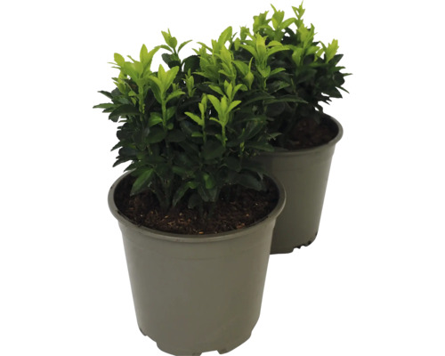 Două plante de gard viu veșnic verzi în ghiveci.