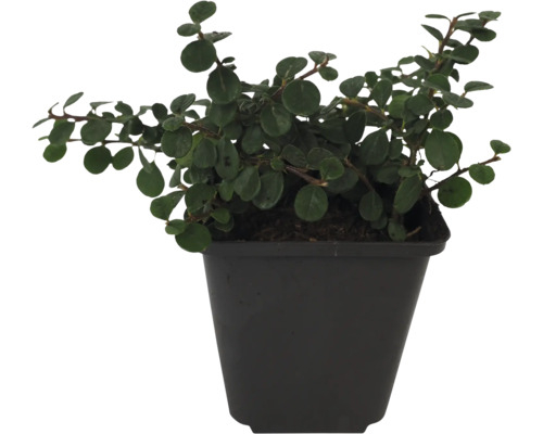 Plantă de interior Muehlenbeckia în ghiveci