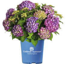 Hortensie Hydrangea macrophylla 'Summer Love' H 20-35 cm Co 5 L lila