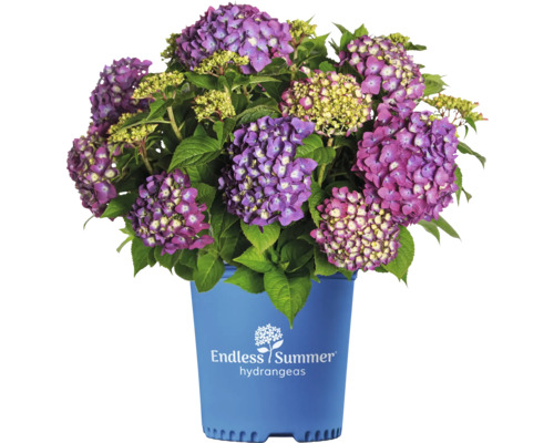 Hortensie Hydrangea macrophylla 'Summer Love' H 20-35 cm Co 5 L lila