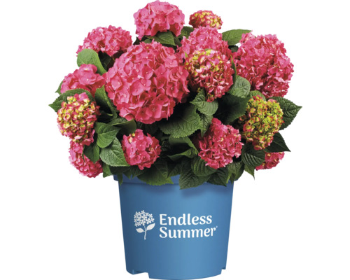 Hortensie Hydrangea macrophylla 'Summer Love' H 20-35 cm Co | HORNBACH
