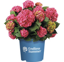 Hortensia Endless Summer într-un ghiveci