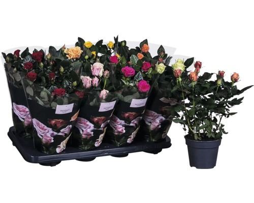 Assortiment de trandafiri în ghiveci pe o tavă de transport