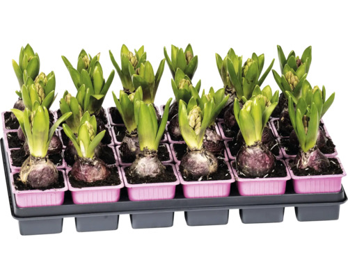 Tavă cu bulbi de zambile