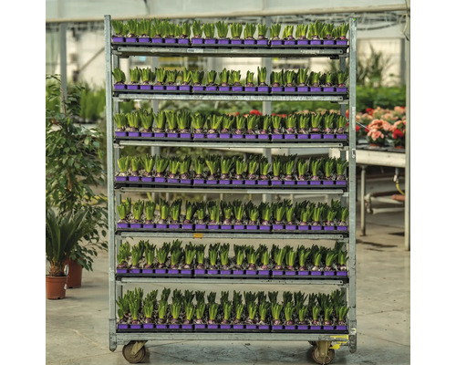 Paletă de mărfuri cu plante de zambile pe mai multe niveluri în seră.