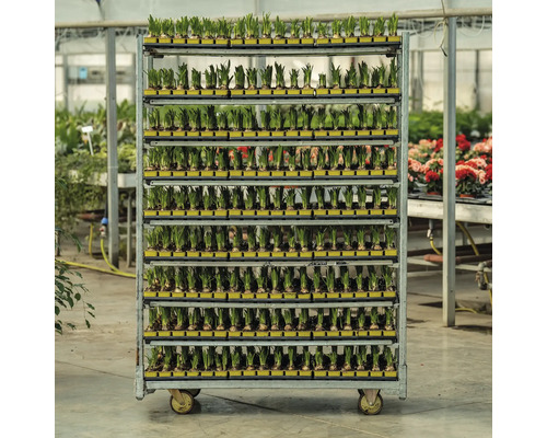 Bulbi de flori pe un cărucior de transport într-o seră.
