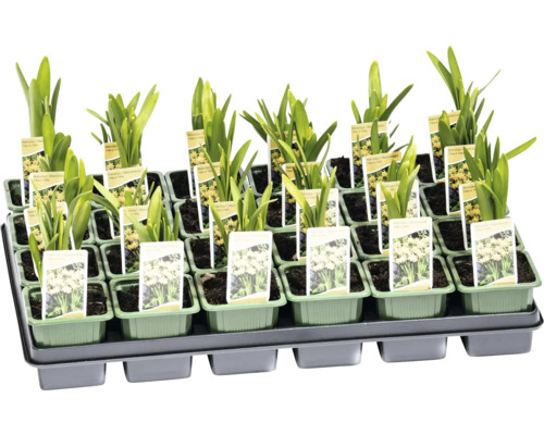 Tavă cu bulbi de narcise în ghivece