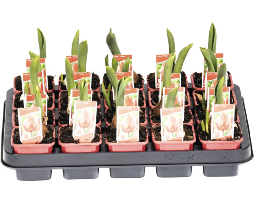 Tavă cu bulbi de lalele în ghivece