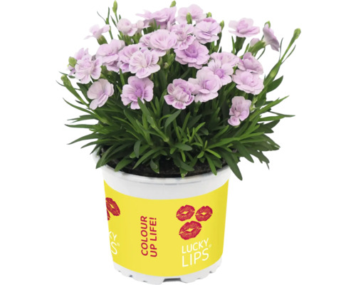 Garofițe FloraSelf Dianthus caryophyllus Lucky Lips | HORNBACH