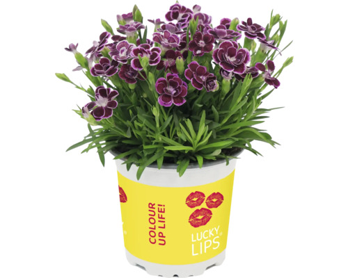 Garofițe FloraSelf Dianthus caryophyllus Lucky Lips | HORNBACH