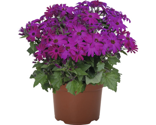 Coș cu flori cu flori violet într-un ghiveci