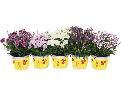 Garofițe FloraSelf Dianthus caryophyllus Lucky Lips ghiveci Ø 10,5 cm diferite culori Garofițe FloraSelf Dianthus caryophyllus Lucky Lips ghiveci Ø 10,5 cm diferite culori