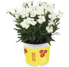 Plantă de garoafe albe în ghiveci