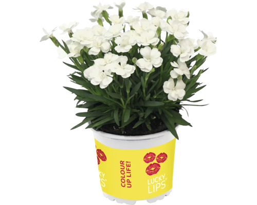 Plantă de garoafe albe în ghiveci