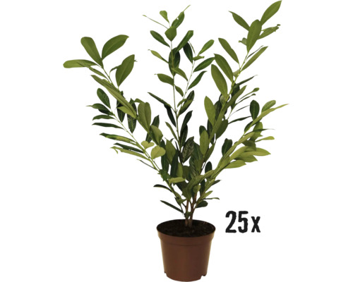 FloraSelf Prunus laurocerasus 'Caucasica' H 60-80 cm Co 5 L