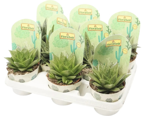 Aloe vera3本セット Aloe mix FloraSelf H 15-20 cm ghiveci Ø 10 cm | HORNBACH