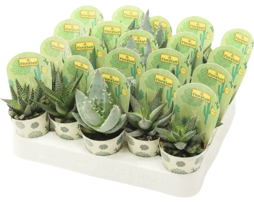 Cactus FloraSelf Haworthia H 7-15 cm ghiveci Ø 5,5 cm Cactus FloraSelf Haworthia H 7-15 cm ghiveci Ø 5,5 cm