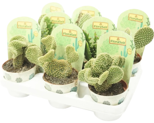 Tavă cu mai mulți cactuși Opuntia Microdasys în ghivece cu etichete FloraSelf