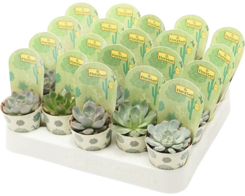 FloraSelf Echeveria mix H 5-6 ghiveci Ø 5,5 cm | HORNBACH