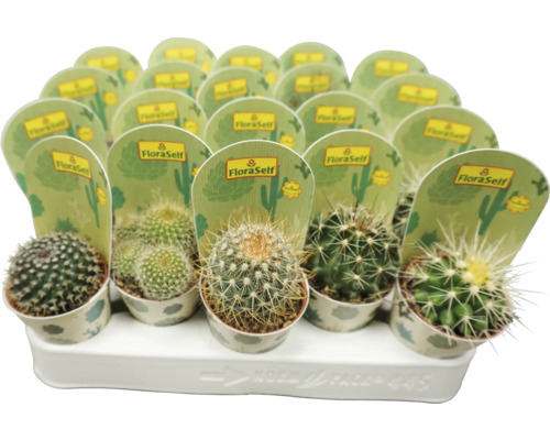 FloraSelf Cactus mix H 6,5-8,5 cm ghiveci Ø 6,5