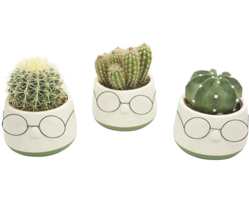 Trei cactuși în ghivece decorative cu fețe pictate.
