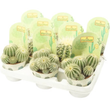 Tavă cu mai mulți cactuși de la marca FloraSelf