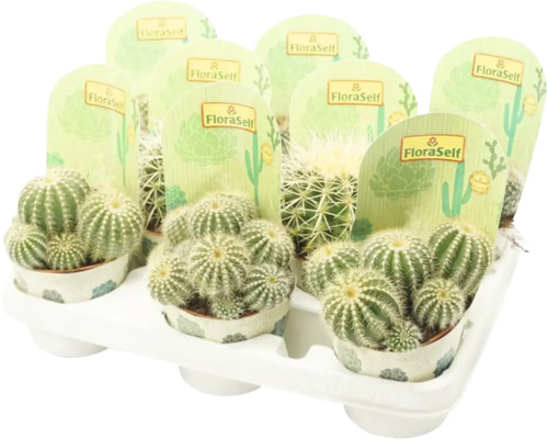 Tavă cu mai mulți cactuși de la marca FloraSelf