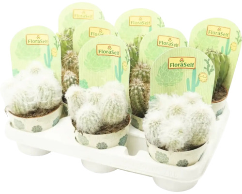 Tavă cu diverși cactuși de la marca FloraSelf