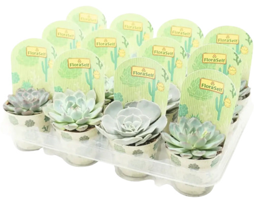 Echeveria mix FloraSelf H 8,5-9,5 cm ghiveci Ø 8,5 cm