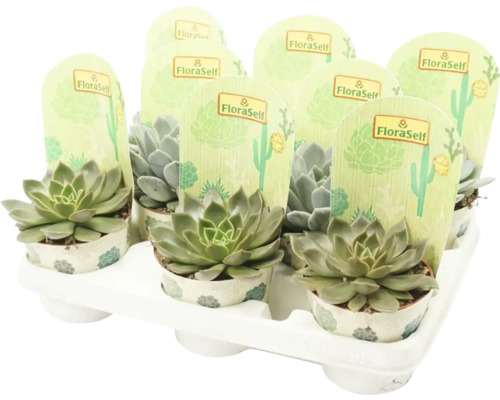 Tavă cu suculente în ghiveci de la marca FloraSelf
