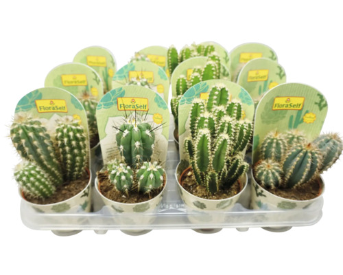 Cactus Floraself Cereus mix H 12 cm ghiveci Ø 8,5 cm | HORNBACH
