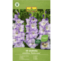 Bulb FloraSelf® gladiolă, 'Blue Frost', albastră, 10 buc-thumb-0