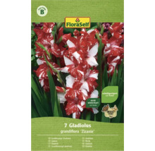 Bulb FloraSelf® gladiolă, 'Zizanie', roșie, 7 buc-thumb-1