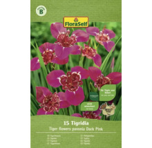Bulb FloraSelf®, Tigridia, roz, 15 buc-thumb-0