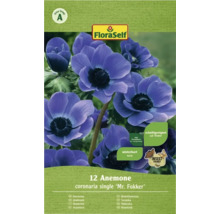 Bulb FloraSelf® anemonă, amestec 'Single Mr. Fokker', albastră ,12 buc.-thumb-1