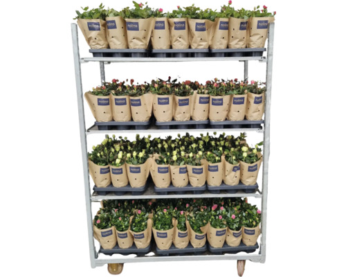 Cărucior cu flori cu trandafiri în ghiveci în ambalaj de hârtie