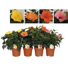 Hibiscus în ghiveci cu diferite culori de flori.