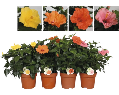 Trandafir japonez Hibiscus Fiore Grande Ø 17 cm H 20-25 cm diferite culori Hibiscus în ghiveci cu diferite culori de flori.