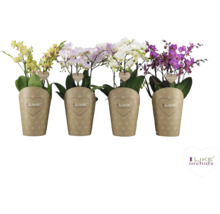 Patru orhidee Phalaenopsis în ghivece cu înveliș de hârtie