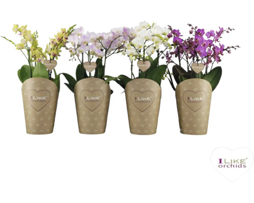 Orhidee fluture Mix FloraSelf Phalaenopsis multiflora H 45-50 cm ghiveci Ø 17 cm culori diferite Patru orhidee Phalaenopsis în ghivece cu înveliș de hârtie