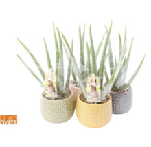 Mai multe plante Aloe Vera în ghivece decorative