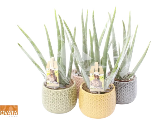 Mai multe plante Aloe Vera în ghivece decorative
