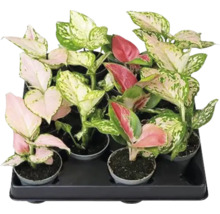 Tavă cu diferite plante de interior Aglaonema